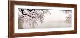 Cherry Blossoms at the Lakeside, Washington DC, USA-null-Framed Photographic Print
