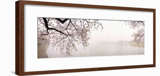 Cherry Blossoms at the Lakeside, Washington DC, USA-null-Framed Photographic Print