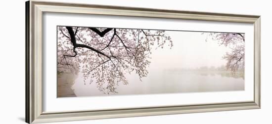 Cherry Blossoms at the Lakeside, Washington DC, USA-null-Framed Photographic Print