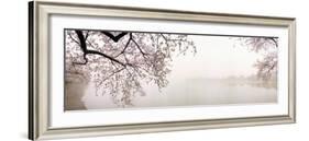 Cherry Blossoms at the Lakeside, Washington DC, USA-null-Framed Photographic Print