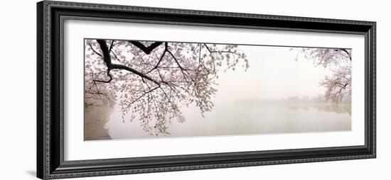 Cherry Blossoms at the Lakeside, Washington DC, USA--Framed Photographic Print