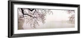 Cherry Blossoms at the Lakeside, Washington DC, USA-null-Framed Photographic Print