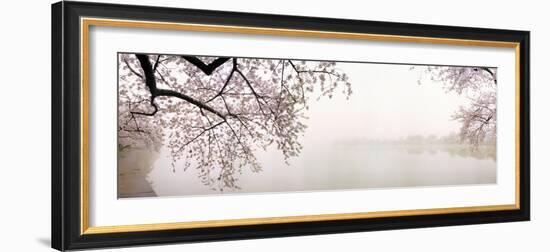 Cherry Blossoms at the Lakeside, Washington DC, USA--Framed Photographic Print