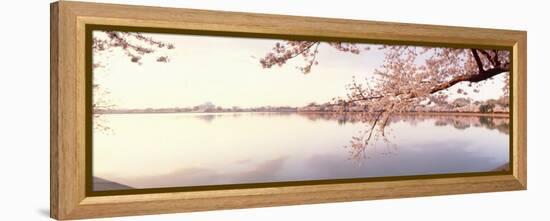Cherry Blossoms at the Lakeside, Washington DC, USA-null-Framed Premier Image Canvas