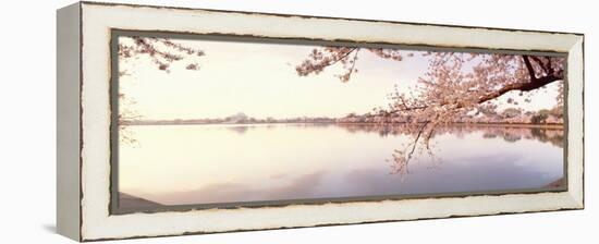 Cherry Blossoms at the Lakeside, Washington DC, USA-null-Framed Premier Image Canvas