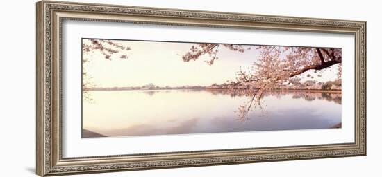 Cherry Blossoms at the Lakeside, Washington DC, USA-null-Framed Photographic Print