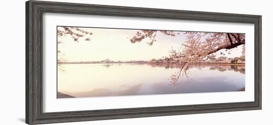 Cherry Blossoms at the Lakeside, Washington DC, USA-null-Framed Photographic Print