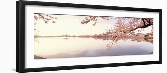 Cherry Blossoms at the Lakeside, Washington DC, USA-null-Framed Photographic Print