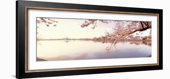 Cherry Blossoms at the Lakeside, Washington DC, USA-null-Framed Photographic Print