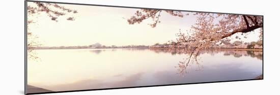 Cherry Blossoms at the Lakeside, Washington DC, USA-null-Mounted Photographic Print