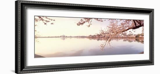 Cherry Blossoms at the Lakeside, Washington DC, USA-null-Framed Photographic Print