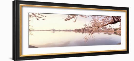 Cherry Blossoms at the Lakeside, Washington DC, USA-null-Framed Photographic Print