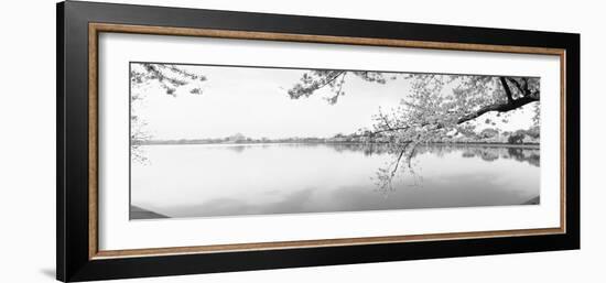 Cherry Blossoms at the Lakeside, Washington DC, USA-null-Framed Photographic Print