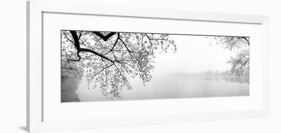 Cherry Blossoms at the Lakeside, Washington DC, USA-null-Framed Photographic Print