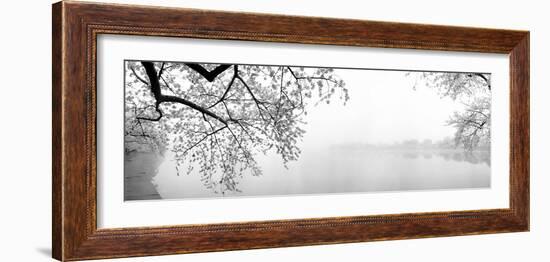 Cherry Blossoms at the Lakeside, Washington DC, USA-null-Framed Photographic Print