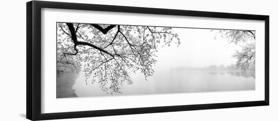 Cherry Blossoms at the Lakeside, Washington DC, USA-null-Framed Photographic Print