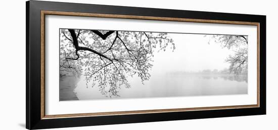 Cherry Blossoms at the Lakeside, Washington DC, USA-null-Framed Photographic Print