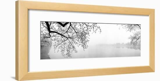 Cherry Blossoms at the Lakeside, Washington DC, USA-null-Framed Photographic Print