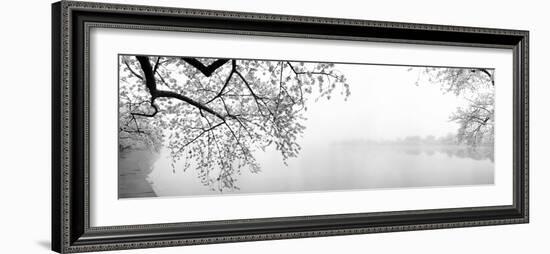 Cherry Blossoms at the Lakeside, Washington DC, USA-null-Framed Photographic Print