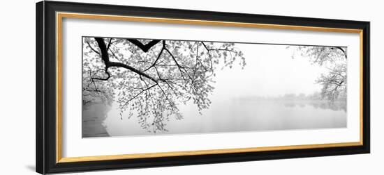 Cherry Blossoms at the Lakeside, Washington DC, USA-null-Framed Photographic Print