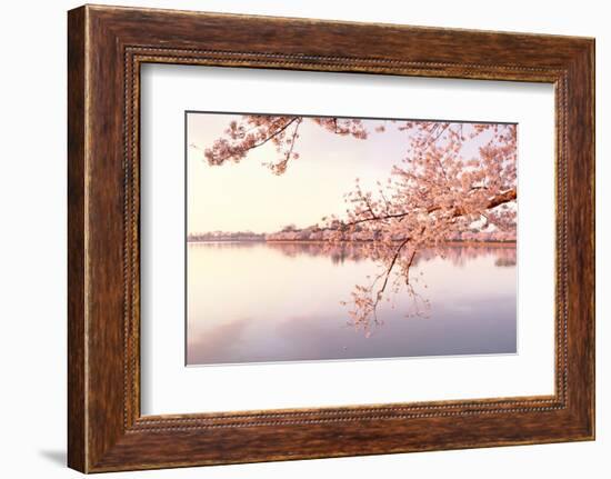 Cherry blossoms at the lakeside, Washington DC, USA-null-Framed Photographic Print