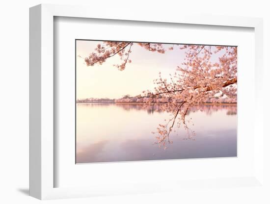 Cherry blossoms at the lakeside, Washington DC, USA-null-Framed Photographic Print