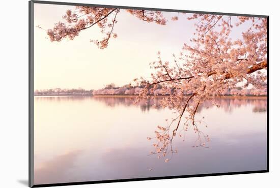 Cherry blossoms at the lakeside, Washington DC, USA-null-Mounted Photographic Print