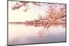 Cherry blossoms at the lakeside, Washington DC, USA-null-Mounted Photographic Print