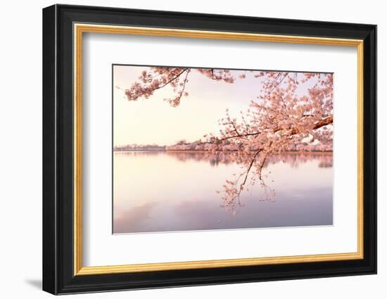 Cherry blossoms at the lakeside, Washington DC, USA-null-Framed Photographic Print