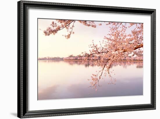 Cherry blossoms at the lakeside, Washington DC, USA-null-Framed Photographic Print