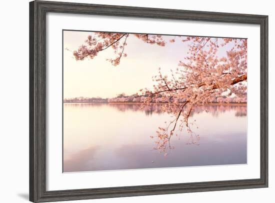 Cherry blossoms at the lakeside, Washington DC, USA-null-Framed Photographic Print