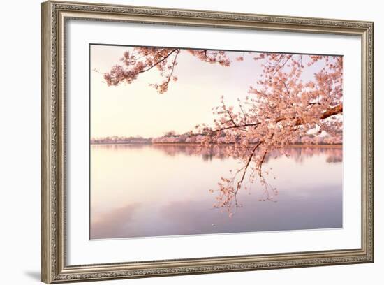 Cherry blossoms at the lakeside, Washington DC, USA-null-Framed Photographic Print