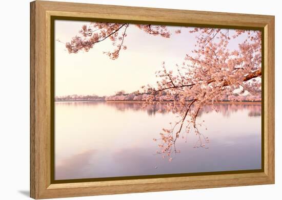 Cherry blossoms at the lakeside, Washington DC, USA-null-Framed Premier Image Canvas