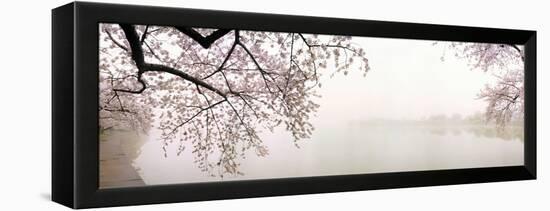 Cherry Blossoms at the Lakeside, Washington DC, USA-null-Framed Premier Image Canvas