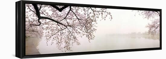 Cherry Blossoms at the Lakeside, Washington DC, USA-null-Framed Premier Image Canvas