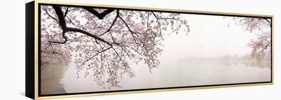 Cherry Blossoms at the Lakeside, Washington DC, USA-null-Framed Premier Image Canvas