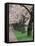 Cherry Blossoms at the University of Washington, Seattle, Washington, USA-William Sutton-Framed Premier Image Canvas