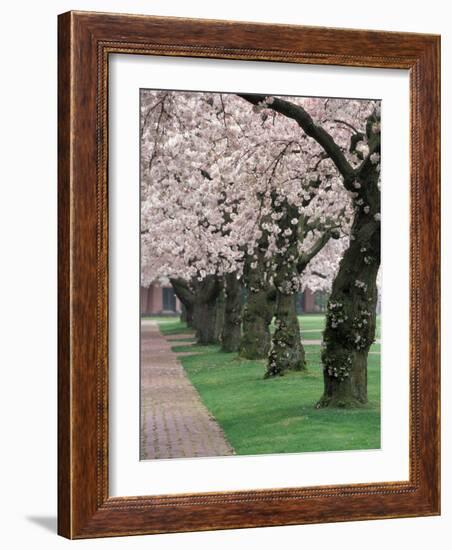 Cherry Blossoms at the University of Washington, Seattle, Washington, USA-William Sutton-Framed Photographic Print