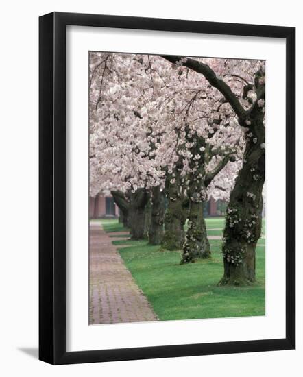 Cherry Blossoms at the University of Washington, Seattle, Washington, USA-William Sutton-Framed Photographic Print