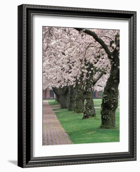 Cherry Blossoms at the University of Washington, Seattle, Washington, USA-William Sutton-Framed Photographic Print