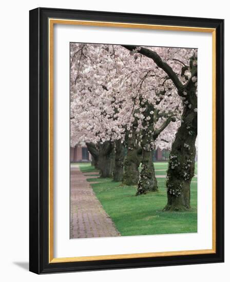 Cherry Blossoms at the University of Washington, Seattle, Washington, USA-William Sutton-Framed Photographic Print