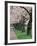 Cherry Blossoms at the University of Washington, Seattle, Washington, USA-William Sutton-Framed Photographic Print