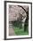 Cherry Blossoms at the University of Washington, Seattle, Washington, USA-William Sutton-Framed Photographic Print