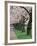 Cherry Blossoms at the University of Washington, Seattle, Washington, USA-William Sutton-Framed Photographic Print