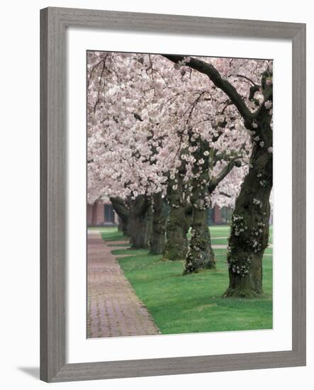 Cherry Blossoms at the University of Washington, Seattle, Washington, USA-William Sutton-Framed Photographic Print