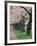 Cherry Blossoms at the University of Washington, Seattle, Washington, USA-William Sutton-Framed Photographic Print