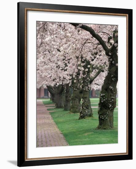 Cherry Blossoms at the University of Washington, Seattle, Washington, USA-William Sutton-Framed Photographic Print