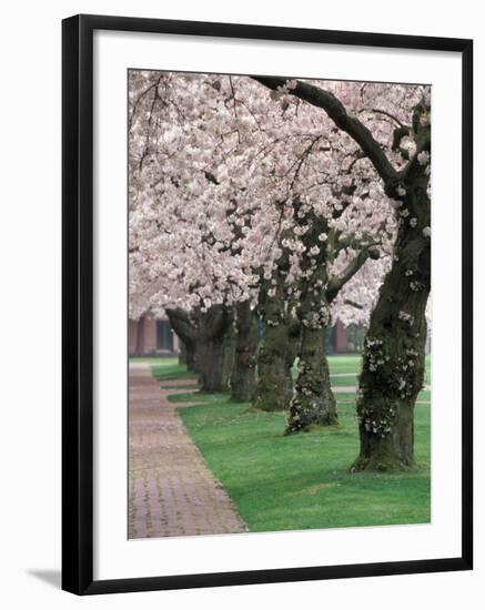 Cherry Blossoms at the University of Washington, Seattle, Washington, USA-William Sutton-Framed Photographic Print