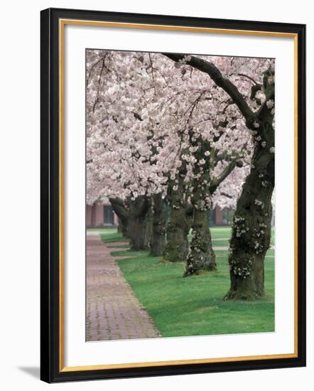 Cherry Blossoms at the University of Washington, Seattle, Washington, USA-William Sutton-Framed Photographic Print