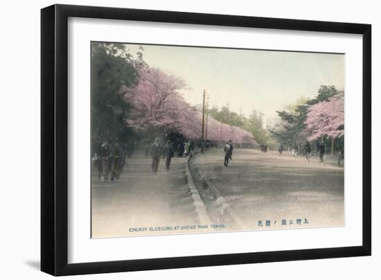 'Cherry Blossoms At Uyeno Park Tokyo', c1910-Unknown-Framed Giclee Print
